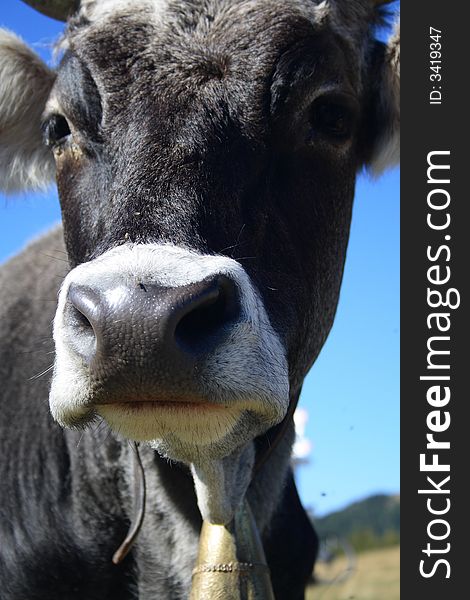 Portrait of a black-white cow