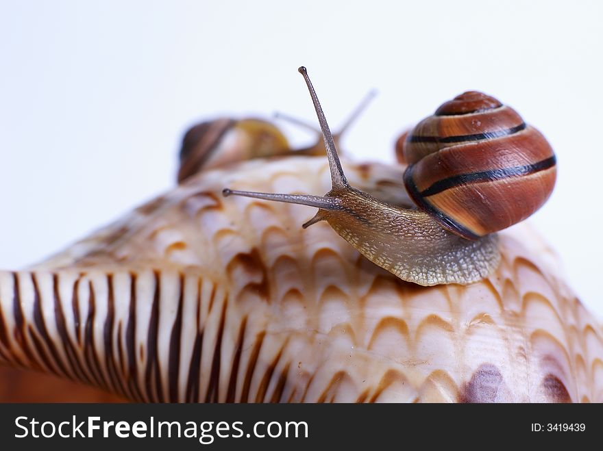 Roman snails on big shell