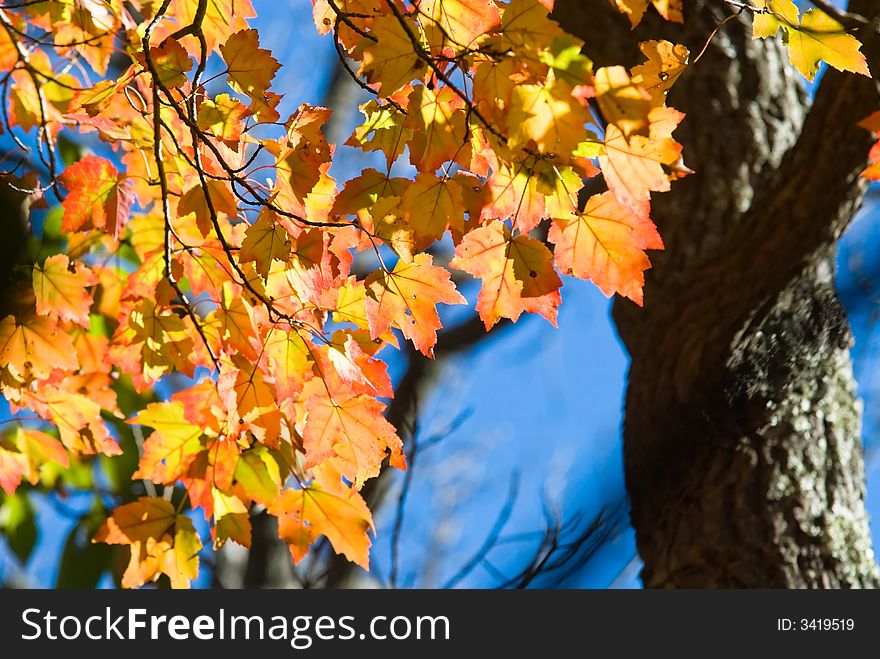 Brightly lit colorful maple leaves against blue skies. Brightly lit colorful maple leaves against blue skies