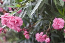 Oleander Flowers Stock Image Oleander Flowers Stock Image