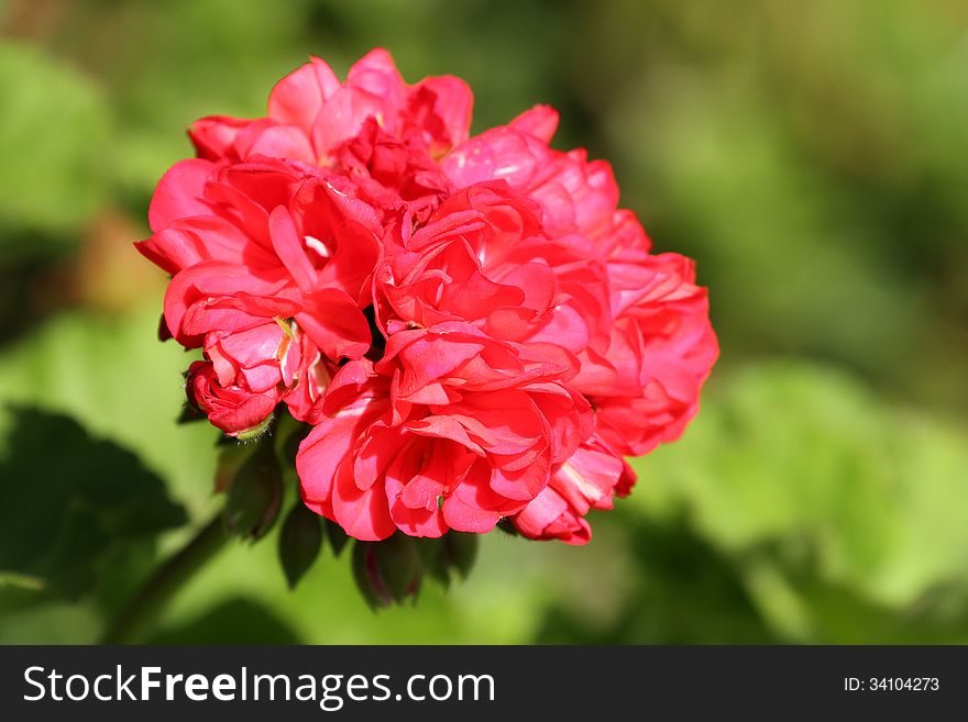 Single flower of the geranium bush isolated and closeup