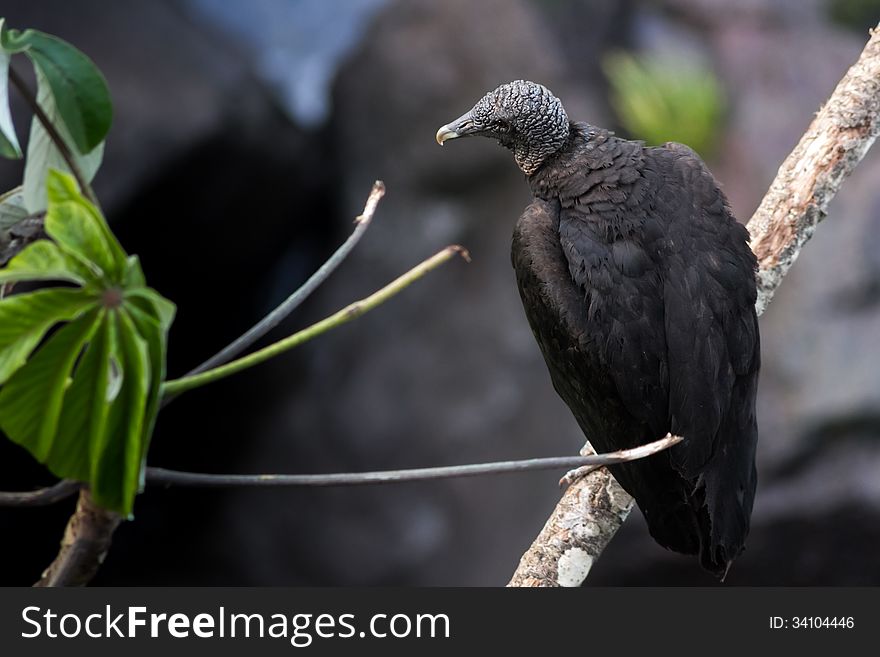 Black vulture on a branch