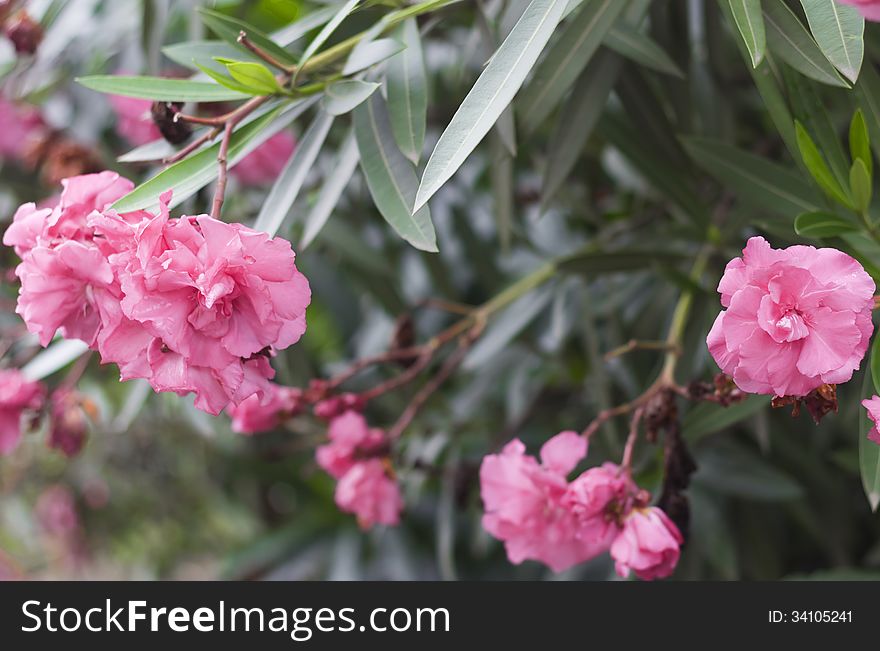 Background with pink oleander flowers