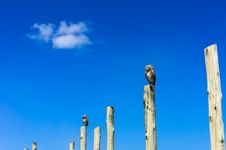 Owls On Poles Stock Images