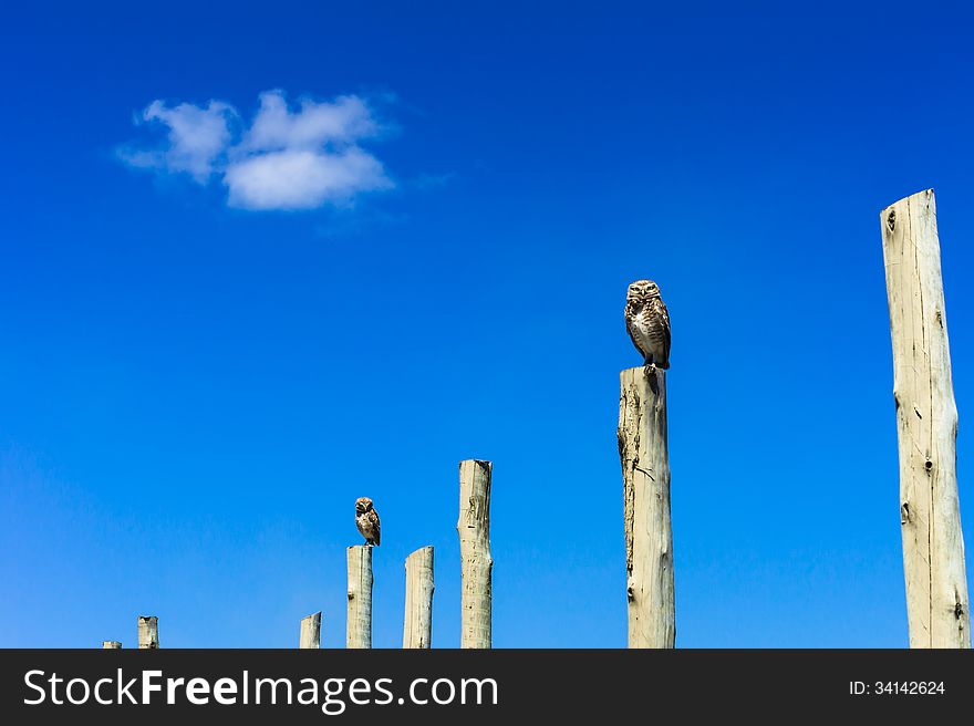 Two owls on poles with a blue sky an a cloud