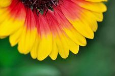Brightly Colored Petals Royalty Free Stock Photo Brightly Colored Petals Royalty Free Stock Photo