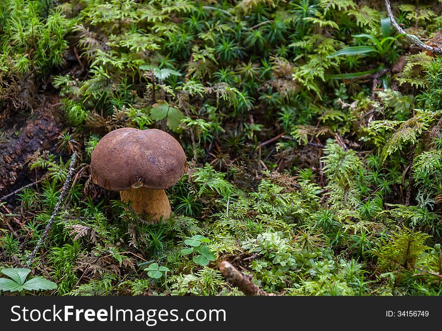 Mushroom in the grass in the forest. Mushroom in the grass in the forest