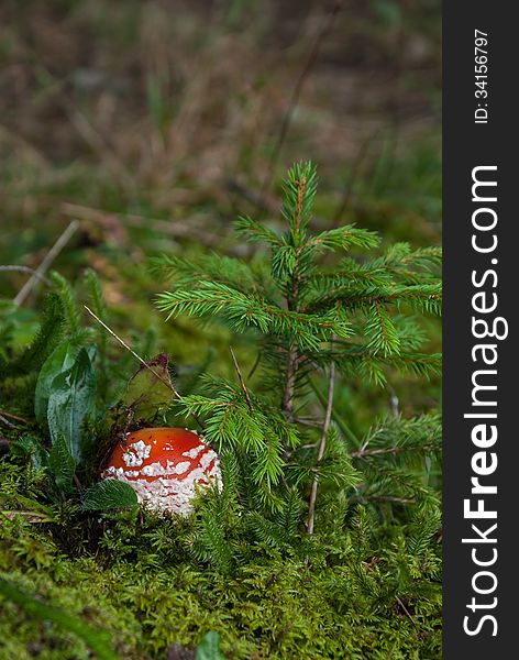 Mushroom In The Grass