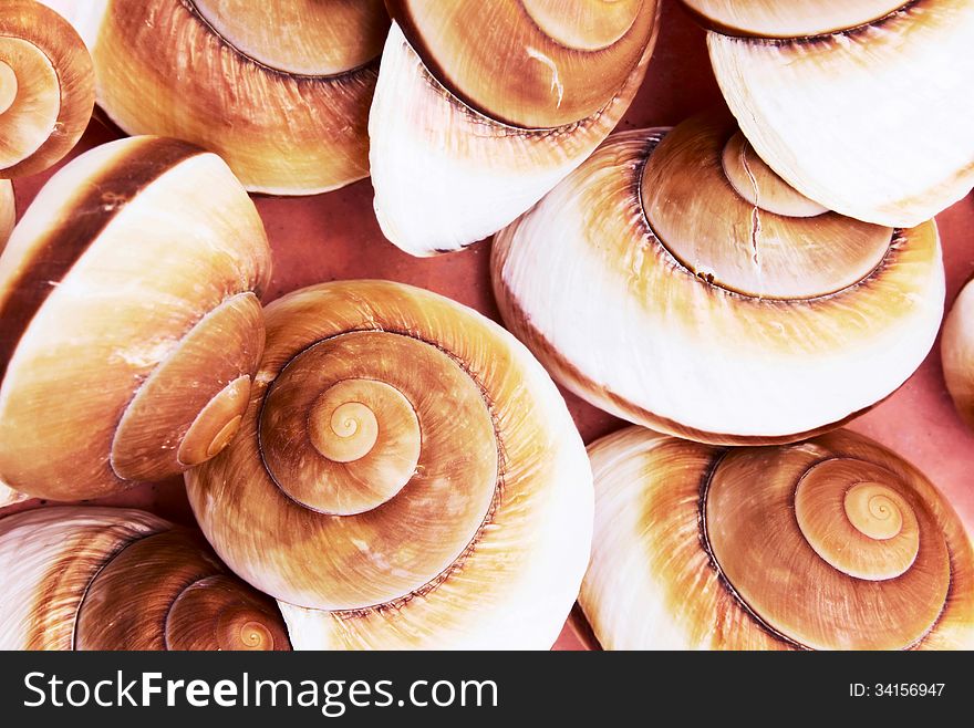 Brown sea shells abstract. Brown sea shells abstract.