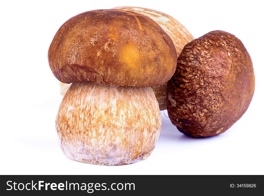 Two Fresh Raw Porcini Mushrooms isolated on white background