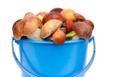 Mushrooms, Aspen Mushrooms, White, Boletus In The Bucket On A Wh Stock Images Mushrooms, Aspen Mushrooms, White, Boletus In The Bucket On A Wh Stock Images