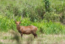 Wild Male Hog Deer Royalty Free Stock Photography