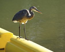 Great Blue Heron On River Boom Stock Photo Great Blue Heron On River Boom Stock Photo