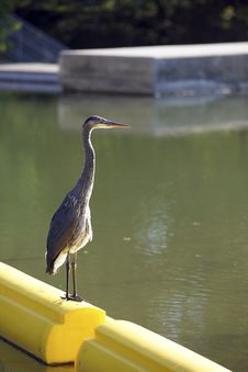 Great Blue Heron On River Boom Stock Image