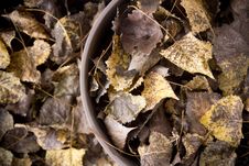 Fallen Leaves Royalty Free Stock Photo Fallen Leaves Royalty Free Stock Photo