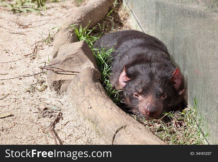 A Tasmanian Devil lying down for a nap.
