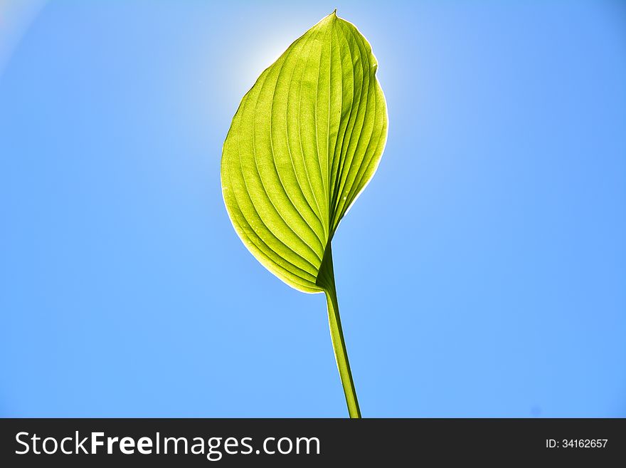 Picture of a leaf covering the sun. Picture of a leaf covering the sun.