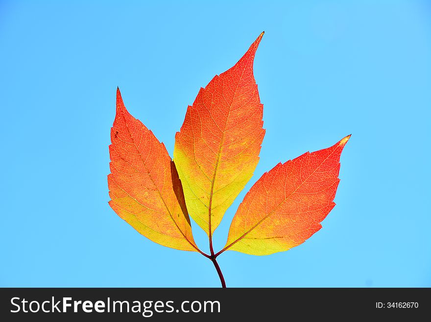 Picture of 3 red leafs covering the sun. Picture of 3 red leafs covering the sun.