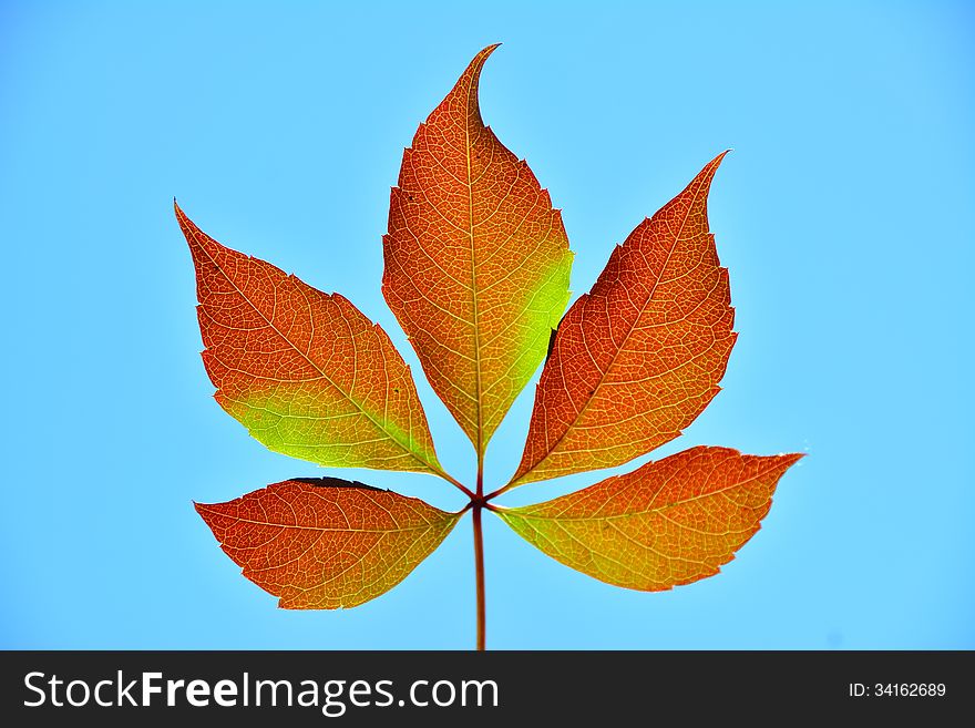 Picture of 5 brown leafs in the sun. Picture of 5 brown leafs in the sun.