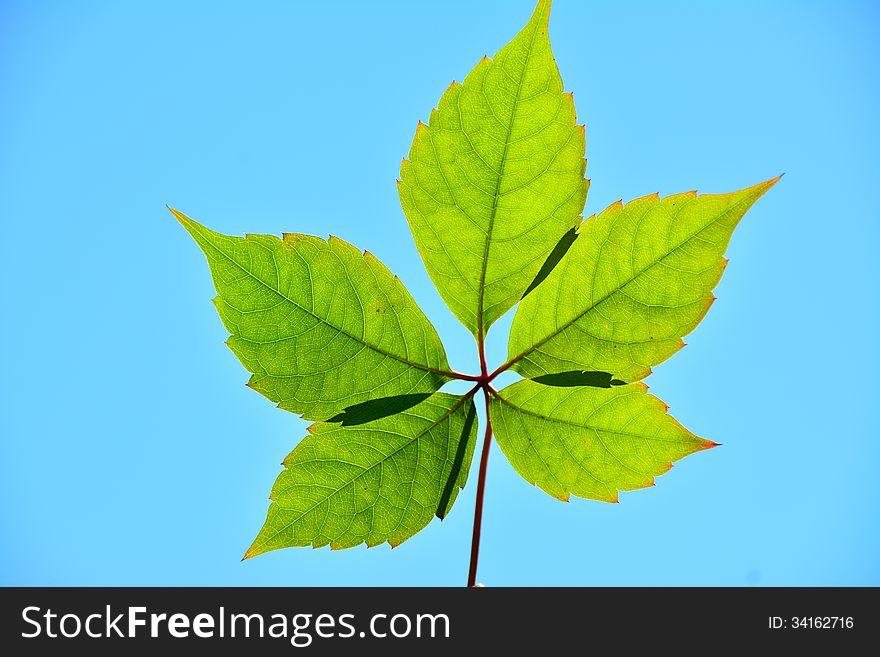 Five Green Leafs In The Sun.