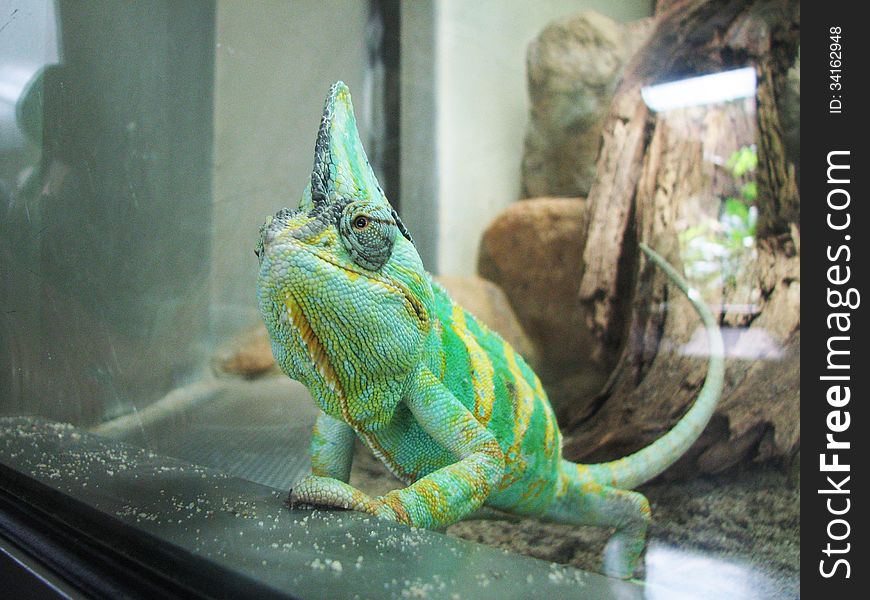 Captive Chameleon