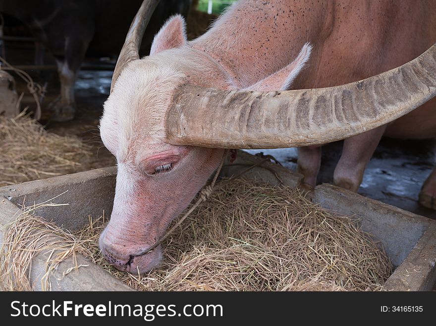 Albino buffalo eating dried grass