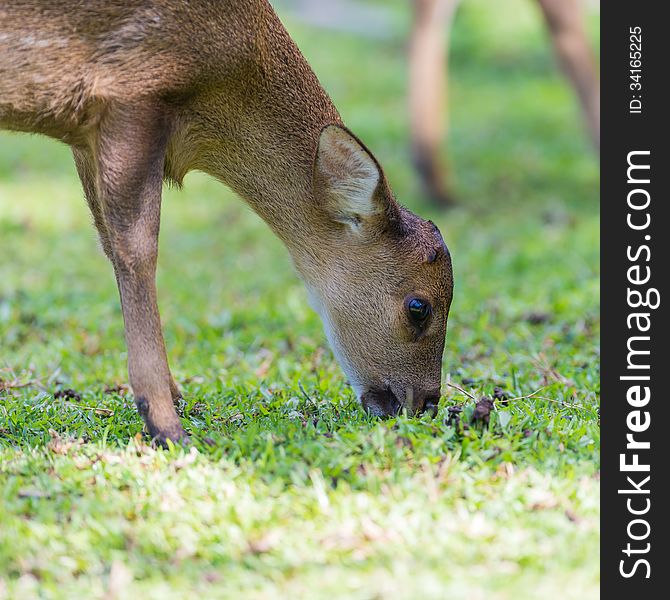 Wild female hog deer eating grass