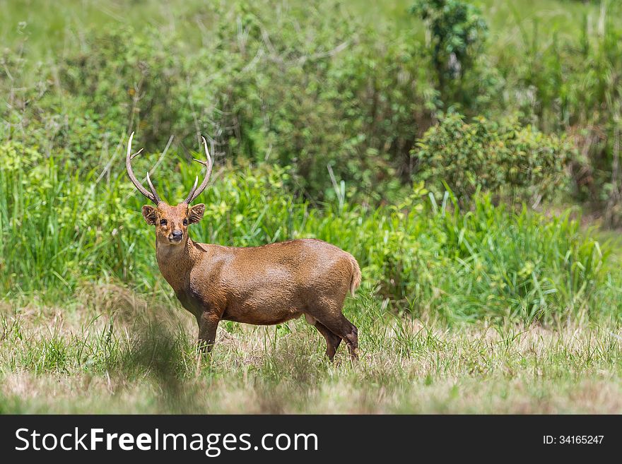 Wild Male Hog Deer