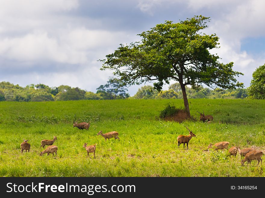 Group of wild hog deer in forest