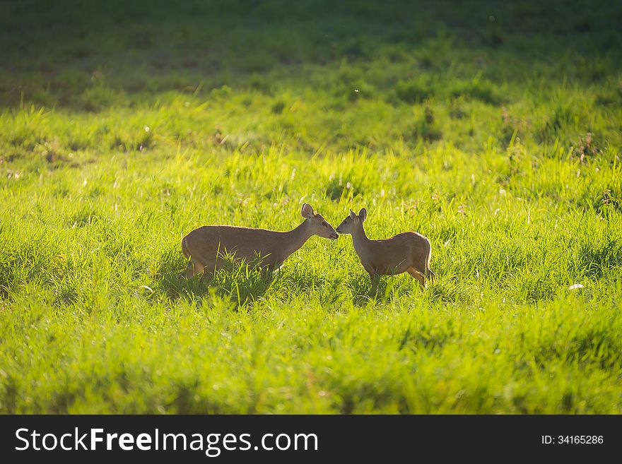 Wild mother and child hog deer on grassland