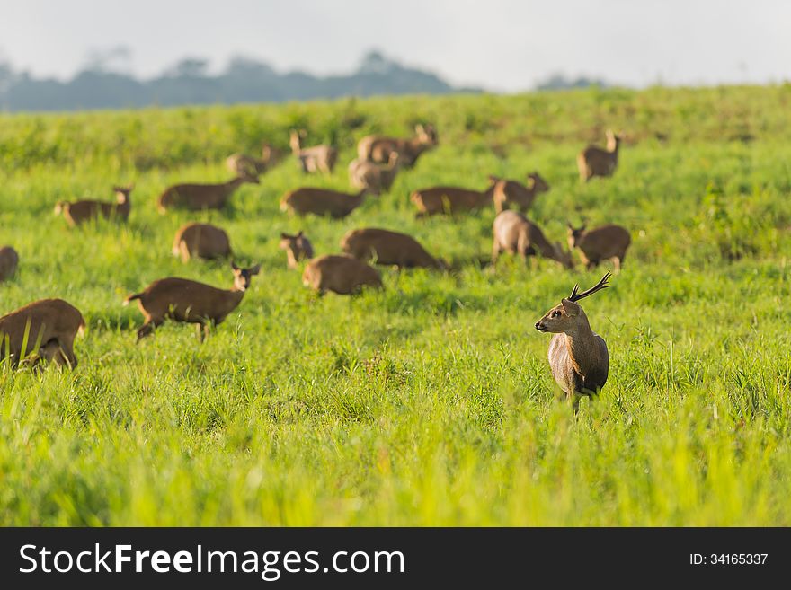 Group of wild hog deer in forest. Group of wild hog deer in forest