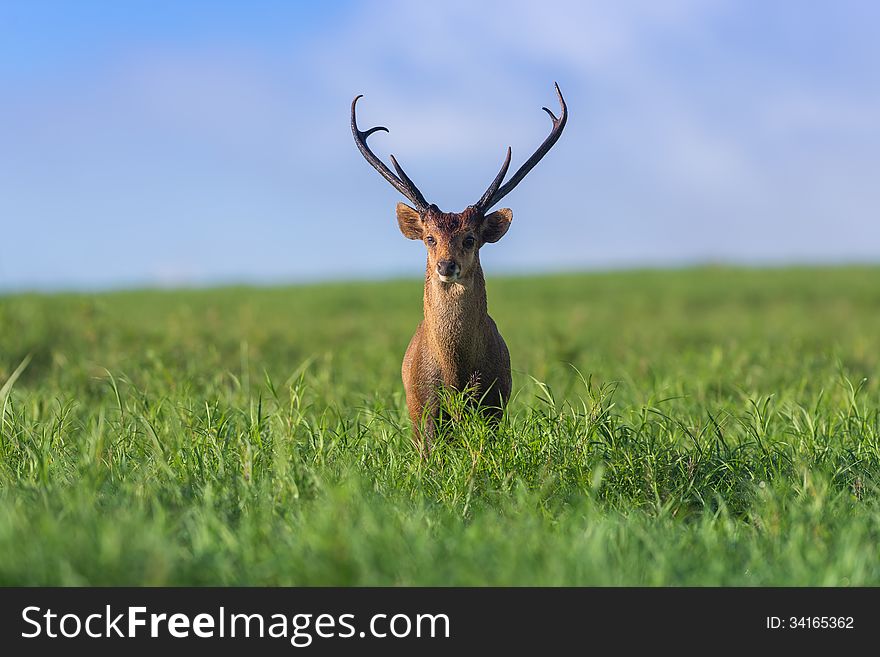 Male hog deer stand alone on grassland