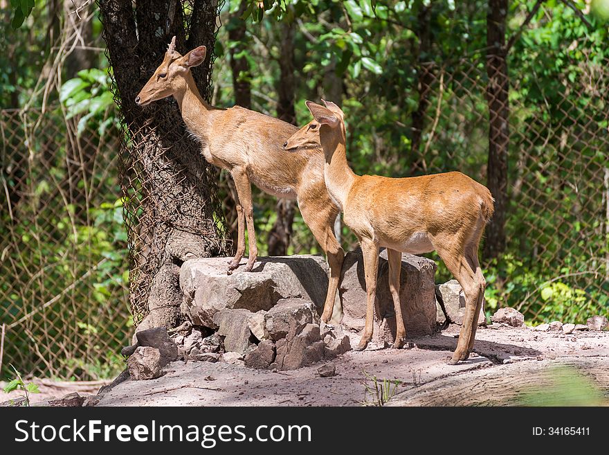 Two female deers in the zoo