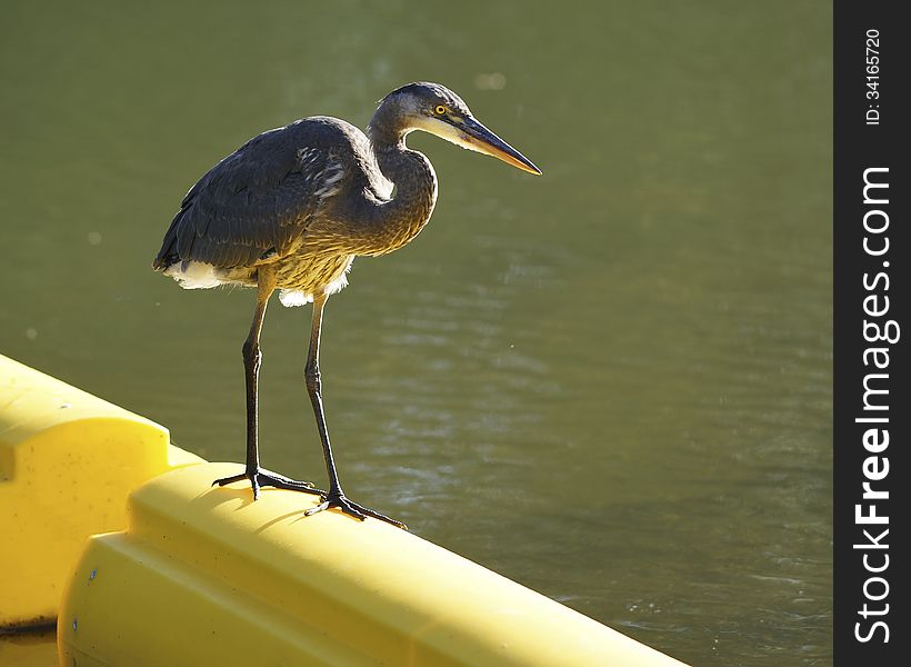 Great Blue Heron On River Boom