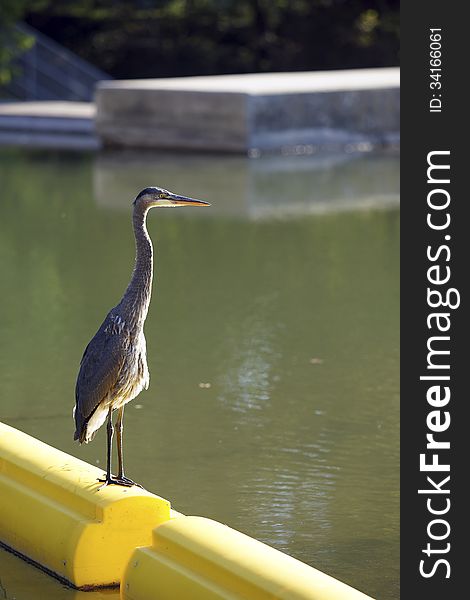 Great Blue Heron on River Boom