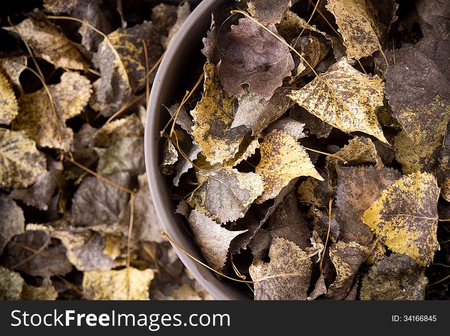 Dry fallen leaves on the ground at autumn