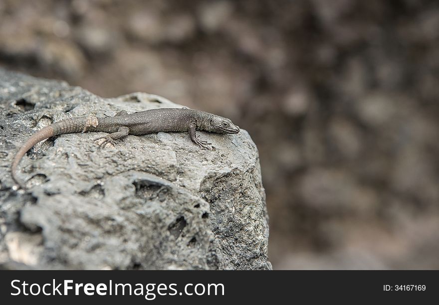 black rock lizard resting on volcano stone