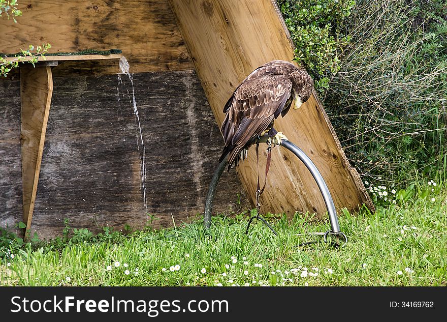 Frontal sad view of a chained eagle.