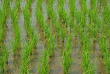 Young Rice In The Rice Field Stock Image Young Rice In The Rice Field Stock Image