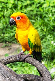 Beautiful Colorful Parrot, Sun Conure (Aratinga Solstitialis), G Royalty Free Stock Image