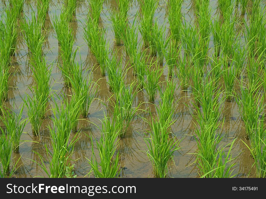 Young rice sprout growing in the rice field. Young rice sprout growing in the rice field