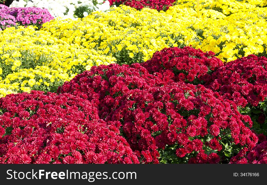 Colorful bushels of autumn chrysanthemum. Colorful bushels of autumn chrysanthemum