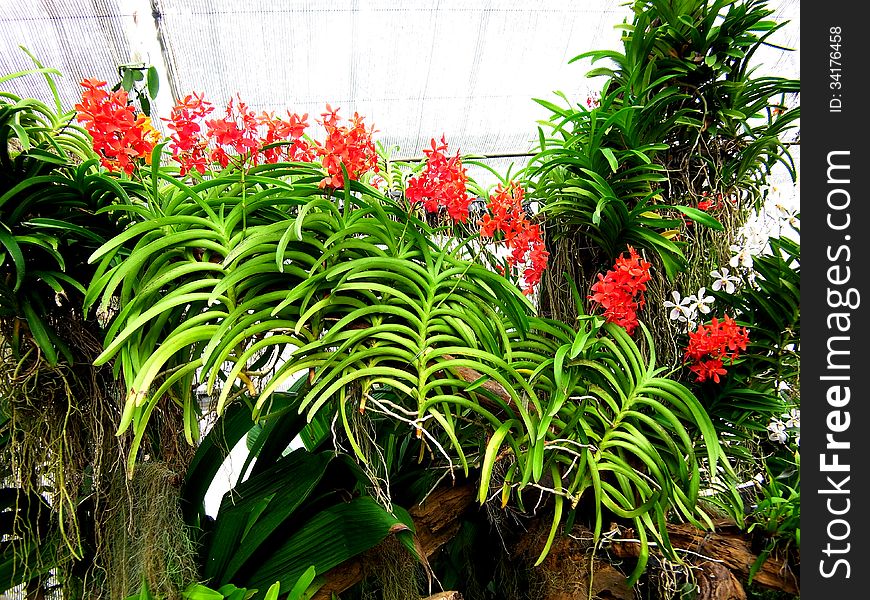 Orange needles are the queen of vanda orchid. The flowers are small in size and colorful in colors.