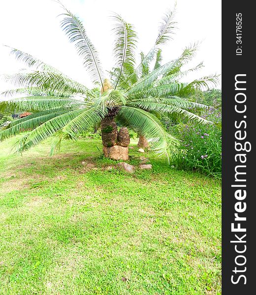 Cycads planted widely as an ornamental plant.