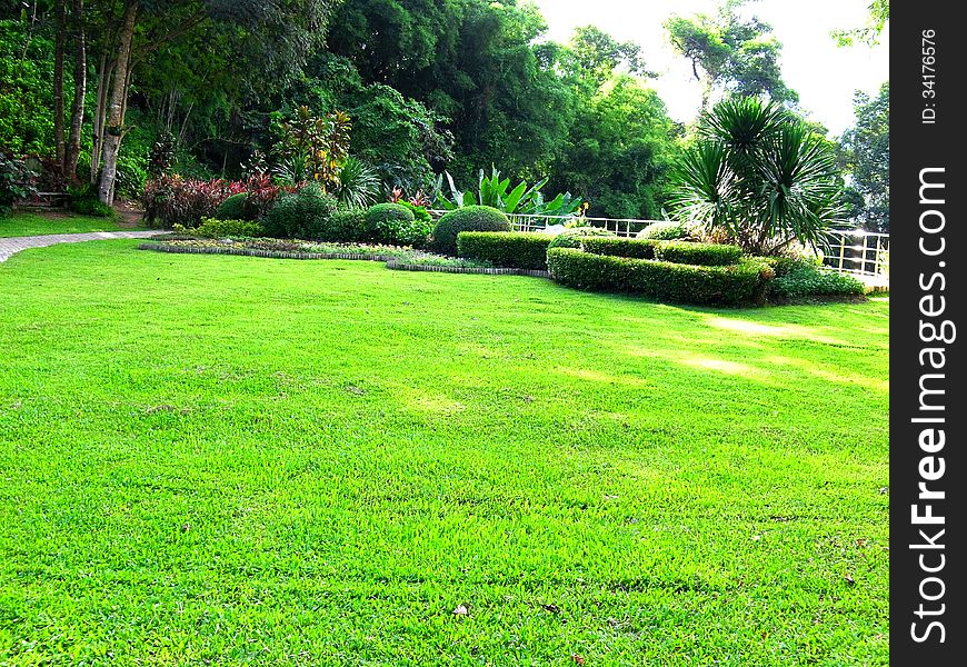 A garden of lawn and gardening plants.
