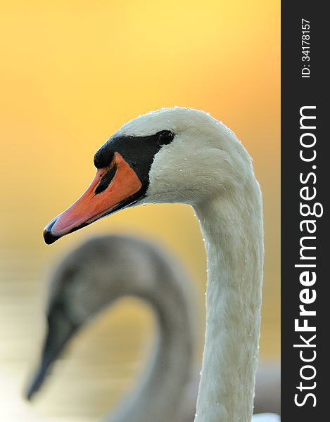 Portrait of a swan with water drops in the plumage and a second swan in the background. Portrait of a swan with water drops in the plumage and a second swan in the background.