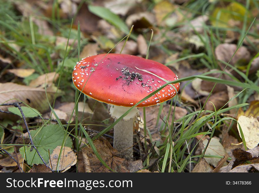 In the autumn forest mushroom pickers do not collect these fungi, but they are so beautiful and decorate the forest. In the autumn forest mushroom pickers do not collect these fungi, but they are so beautiful and decorate the forest.