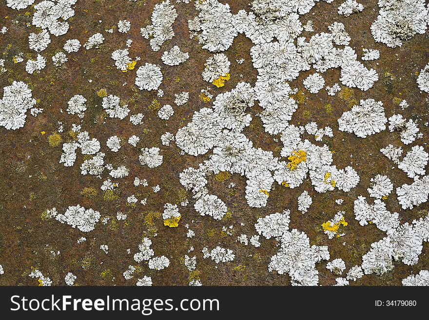 Lichen on a rusted metal