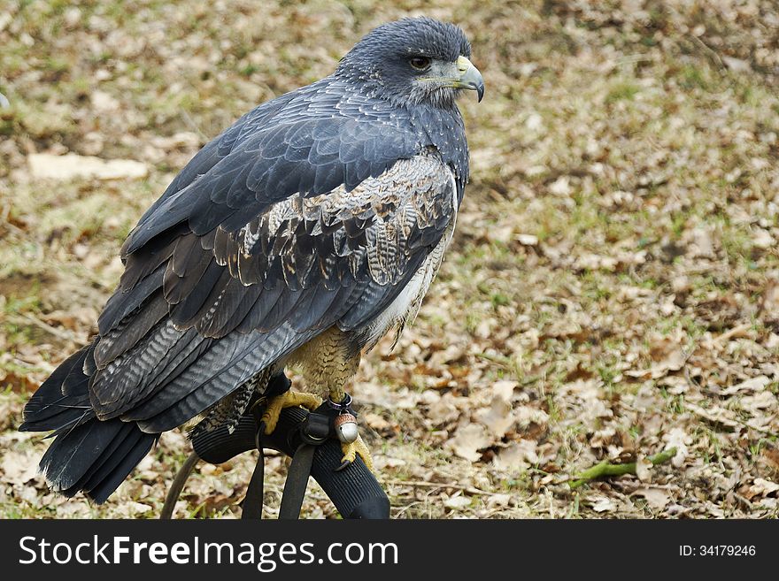 Portrait of a Black chested Buzzard in a falconry