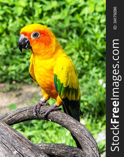 Beautiful colorful parrot, Sun Conure (Aratinga solstitialis), golden-yellow plumage and orange-flushed underparts and face , native bird to northeastern South America